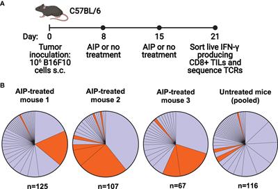 Identification of Highly Cross-Reactive Mimotopes for a Public T Cell Response in Murine Melanoma